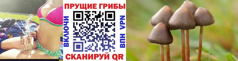 Псилоцибиновые грибы Cubensis  как найти   mega   Кирсанов 